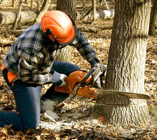 Tree Removal in Abercrombie, ND
